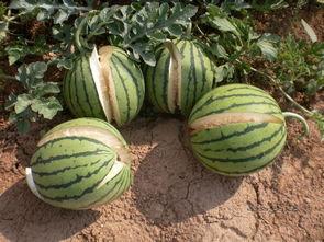 黑料不打样吃瓜,黑料不打样,吃瓜群众如何辨别真相?